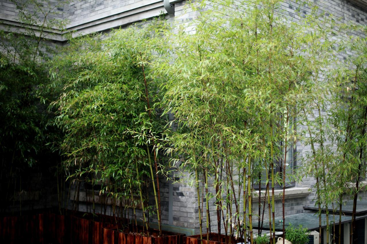 Study Resort Ningbo Exteriör bild